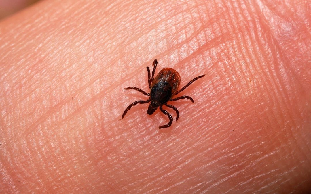 Can being bitten by a tick make you a Vegetarian? A Wellness Wednesday Post by Dr. Jorge Rodriguez